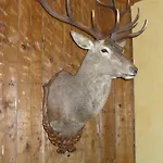 Zum Roten Hirsch Im Gruenen Wald Saalfeld Saale