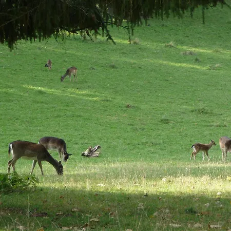 فندق Zum Roten Hirsch Im Gruenen Wald 3*