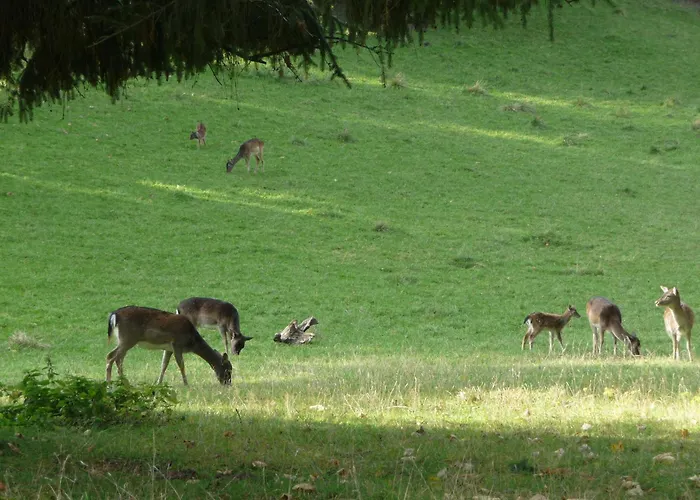 Hotel Zum Roten Hirsch Im Gruenen Wald 3*