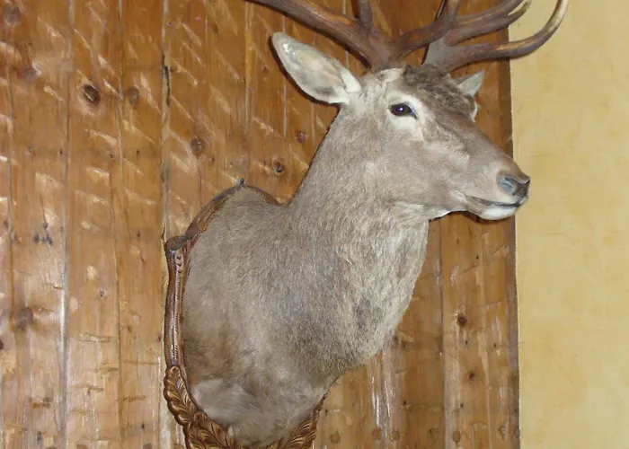 Zum Roten Hirsch Im Gruenen Wald Saalfeld Saale
